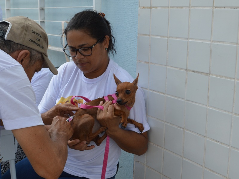 População das zonas Sul e Sudeste vacina cães e gatos contra a raiva 