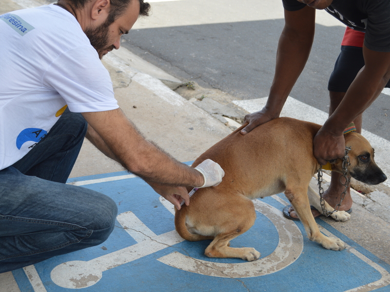 População das zonas Sul e Sudeste vacina cães e gatos contra a raiva 