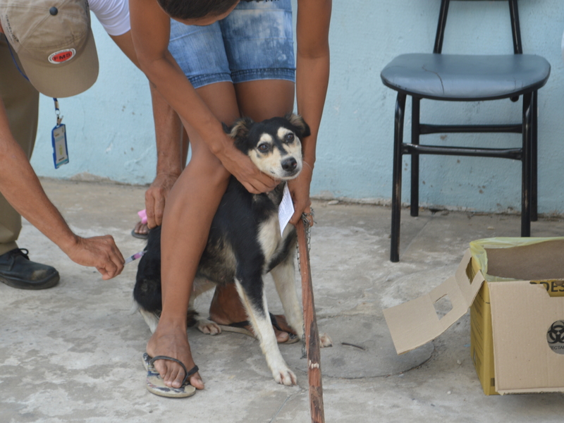 População das zonas Sul e Sudeste vacina cães e gatos contra a raiva 