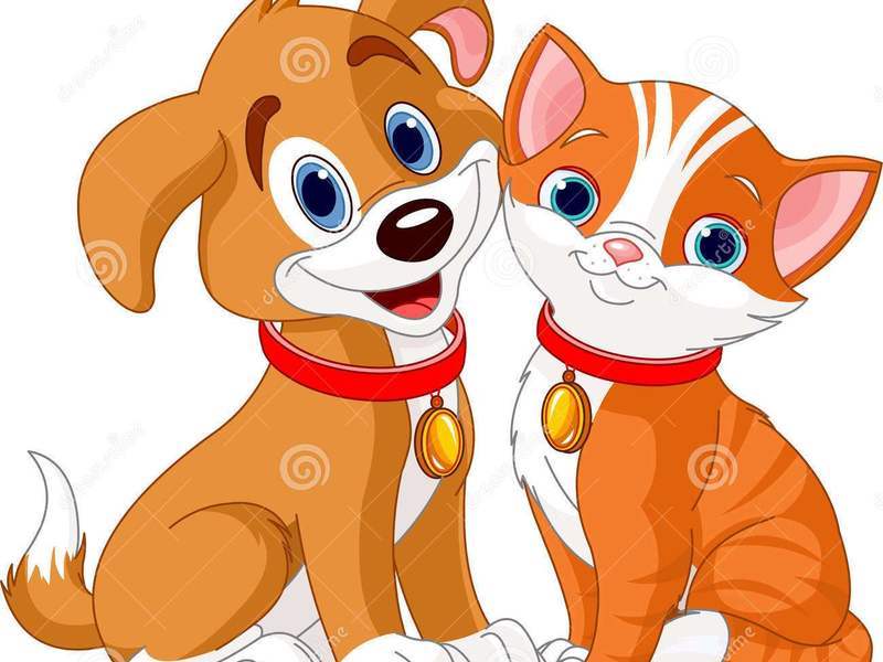 FMS castrou gratuitamente 239 animais de famílias de baixa renda FMS castrou gratuitamente 239 animais de famílias de baixa renda