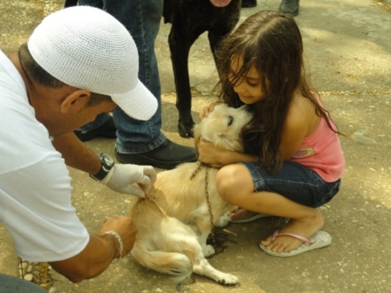 FMS deve imunizar mais de 100 mil cães e gatos contra Raiva