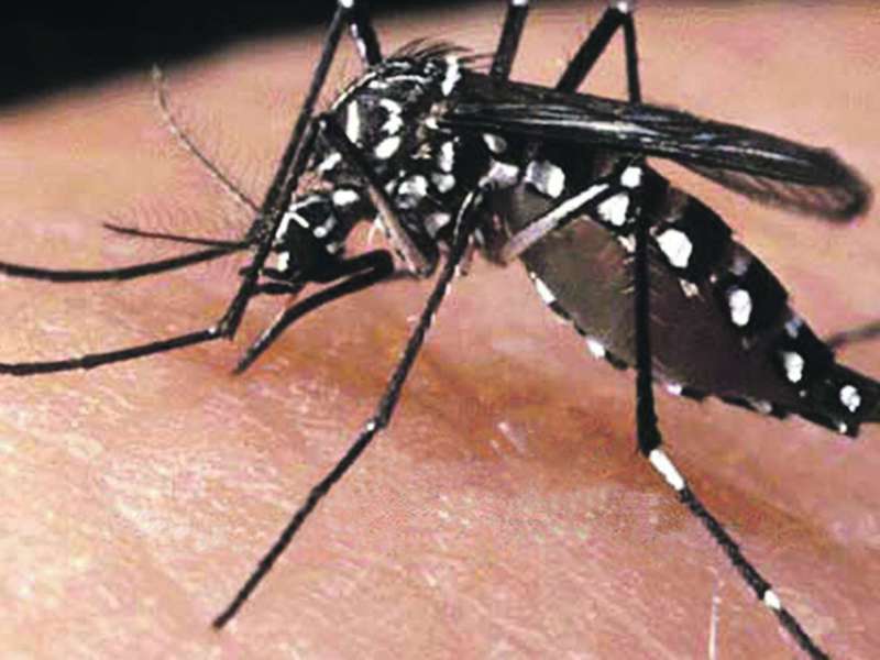 Teresina zera Índice de Infestação pelo Aedes aegypti