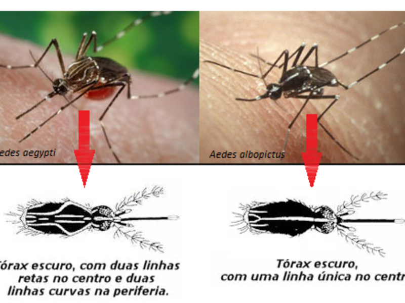 Com a chegada do período chuvoso cuidados com o Aedes devem ser redobrados