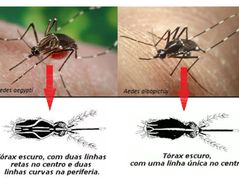 Aedes Aegypti e Albopictus: Infecção Amplificada [Estudo]