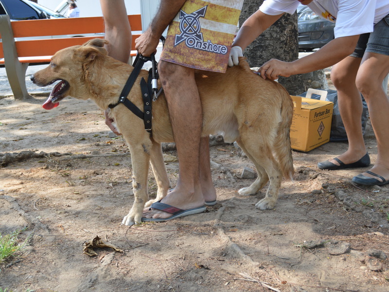 Vacinação imuniza cães e gatos das zonas Norte e Leste amanhã, 30