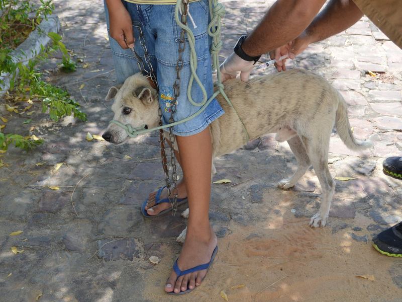 FMS realiza vacinação contra raiva de animais da zona rural da capital