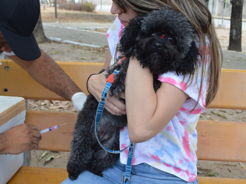 Cães e gatos das zonas Sul e Sudeste devem ser vacinados amanhã, 10