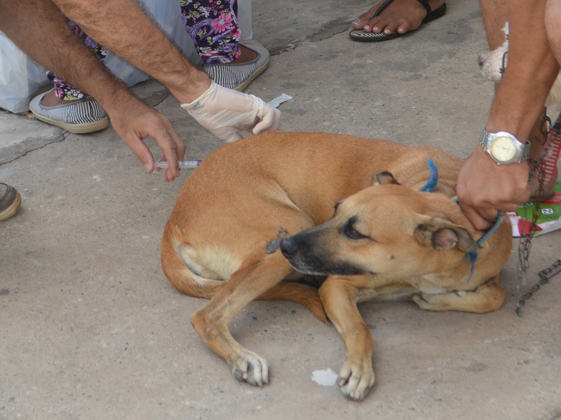 Mais de 12 mil animais foram vacinados na primeira etapa rural contra a Raiva     