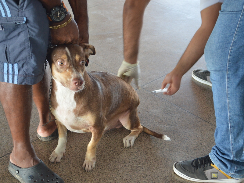 Teresina vacina mais de 96% dos cães de gatos contra a raiva