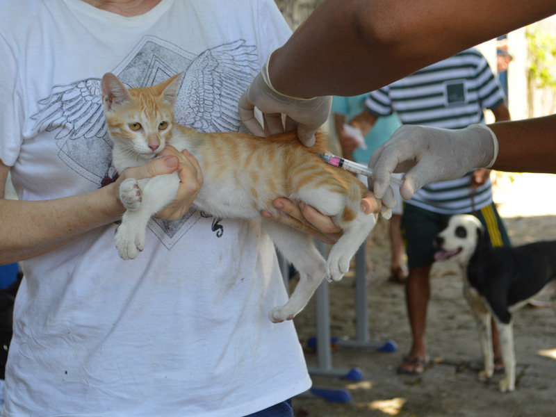 FMS imuniza cães e gatos contra a raiva nas zonas Norte e Leste