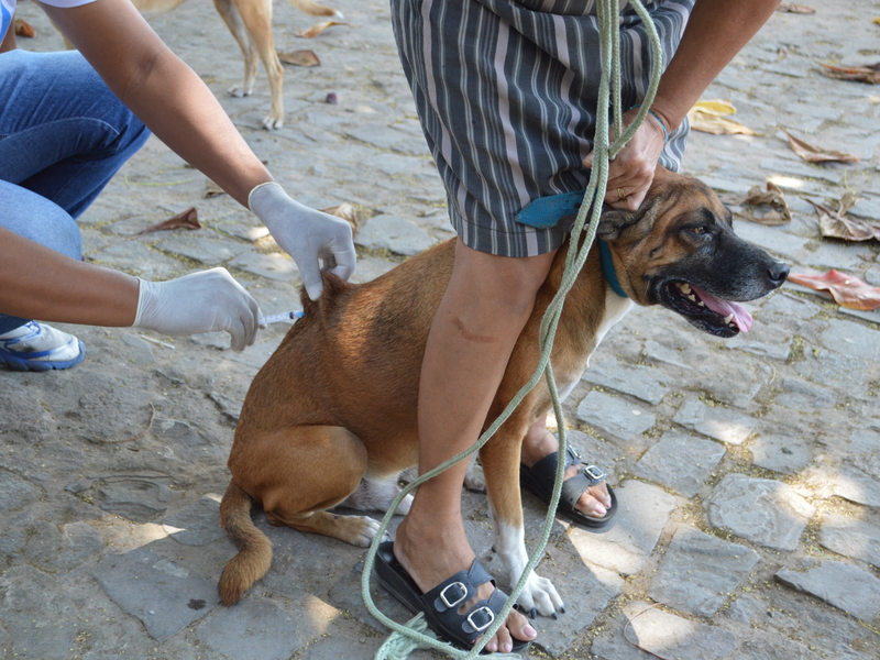 FMS inicia protocolo de bloqueio de caso de raiva canina em Teresina