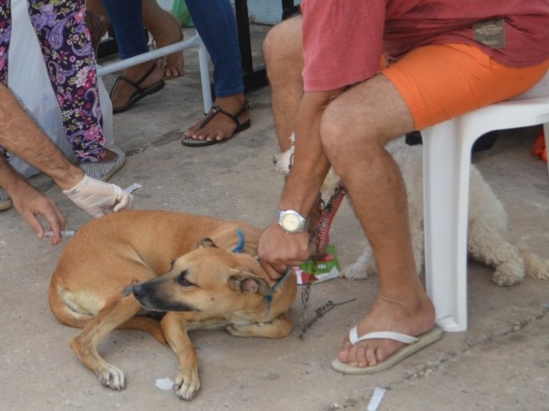 FMS abre neste sábado (30) campanha de vacinação antirrábica para cães e gatos