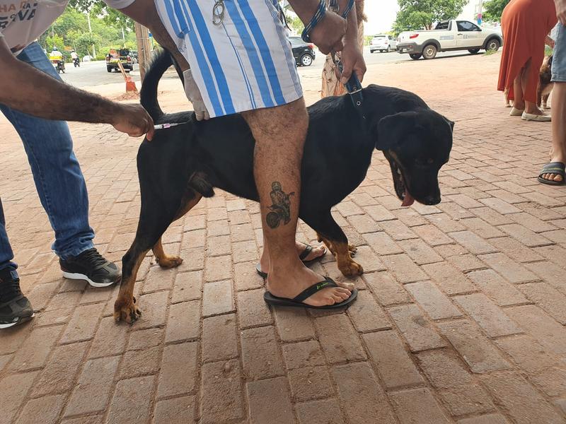 Prefeitura de Teresina supera 12 mil animais vacinados contra a raiva, nas zonas rural Norte e Leste